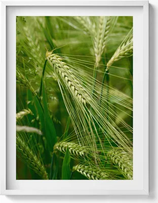 Produktbild von Grasähren im Sommer– Wandbild mit Rahmen – Gerahmtes Bild  – Wanddekoration – 60x80 cm –  Weiß Rahmen
