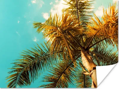 Produktbild von MuchoWow® Poster Palme - Sommer - Tropisch 160x120 cm - Foto Plakat