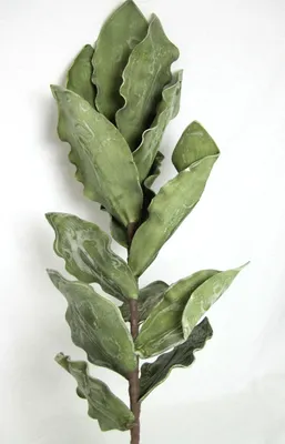 Produktbild von 1 Blätterzweig Riesenpalm-Lilie geschäumt, künstlich grün ca. 105 cm