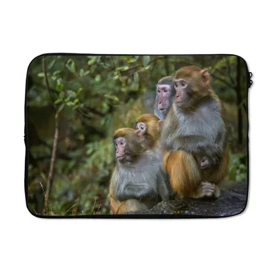 Produktbild von MuchoWow® Laptop Hülle 14 ZollAffen - Steine - Wald Laptoptasche - Laptoptasche - Stoßsicher - Schutzhaube