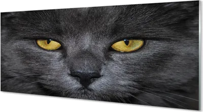 Produktbild von Glasbilder 125x50 Wandkunst Schwarze Katze