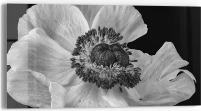 Produktbild von DEQORI Glasbild Echtglas 60x30 cm 'Schattenspiel der Blume' Wandbild Bild modern Deko