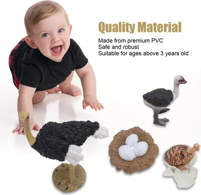 Produktbild von Strauß-Lebenszyklus-Figur, PVC, realistisches Spielzeug, Tierwachstum für Kinder