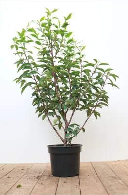 Produktbild von Prunus lusitanica 'Angustifolia', Portugiesischer Lorbeer, 40–60 cm