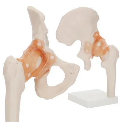 Obrázek produktu pro 4FIZJO Anatomický model lidského kyčelního kloubu 1:1