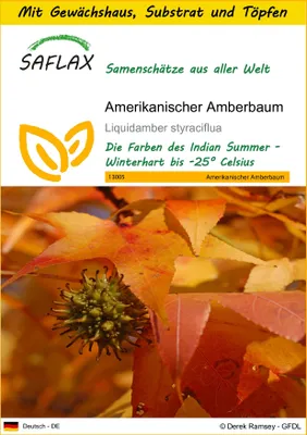 Produktbild von SAFLAX Anzucht Set - Amerikanischer Amberbaum - Liquidamber styraciflua - 100 Samen - Mit Mini-Gewächshaus, Anzuchtsubstrat und 2 Töpfen