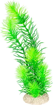Produktbild von Aqua Della Aquariumpflanze Raues Hornblatt, Maße: 24 cm