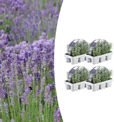 Produktbild von Lavendel angustifolia | 24 Stücke - 15cm - Ø7cm - Gartenpflanze