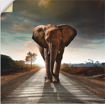 Produktbild von ARTland Wandbild, selbstklebend Ein Elefant läuft auf der Straße Größe: 50x50 cm