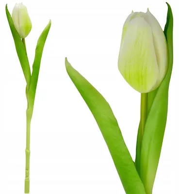 Obrázok produktu pre Umelá tulipánová biela silikónová realistická umelá kvetina 31 cm – jarná dekorácia