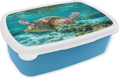 Produktbild von KitchenYeah® Lunchbox Brotzeit Brotdose 17x11 cm Eine Schildkröte schwimmt unter Wasser in Bodennähe Kinder Brotzeitdose - Lunch - Kunststoff  - Brotbüchse - Sandwichbox - Lunchbox für Kinder