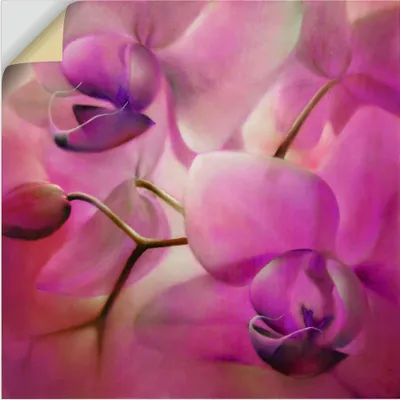 Produktbild von ARTland Wandbild, selbstklebend Orchideen pink Größe: 100x100 cm