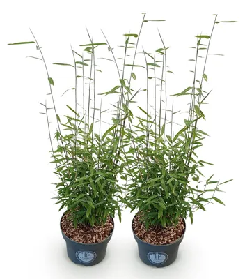 Image de Green boutiQ - Grassen - Fargesia nitida Black Dragon - Niet Woekerende Bamboe - Bladhoudend - Groen - 2 Planten - Pot 23 cm - Hoogte 80 cm