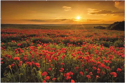 Produktbild von Wallario Wandbild Mohnblumenwiese bei Sonnenuntergang am Abend, Größe: 61 x 91,5 cm, Poster mit rahmenlosen Bildhalter