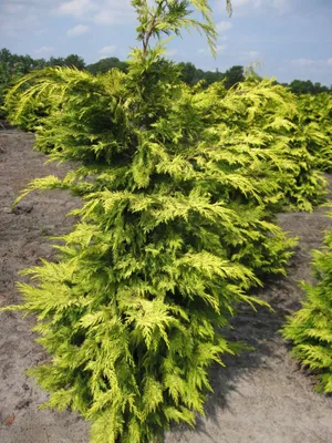 Produktbild von Chamaecyparis lawsoniana Lane - Gelbe Scheinzypresse Lane 40-50cm