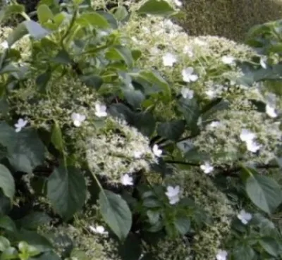 Produktbild von Kletterhortensie Flying Saucer - Hydrangea petiolaris Flying Saucer - 40-60cm