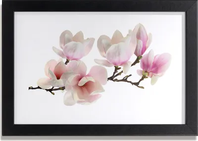 Produktbild von Bild 30x20 MDF-Rahmen, Wandkunst Magnolie