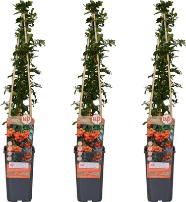 Produktbild von Feuerdorn Pyracantha 'Orange Glow' – Kletterstrauch – Ø15cm – ↕65cm – 3 Pflanzen – Frosthart, immergrün, leuchtend orange Beeren