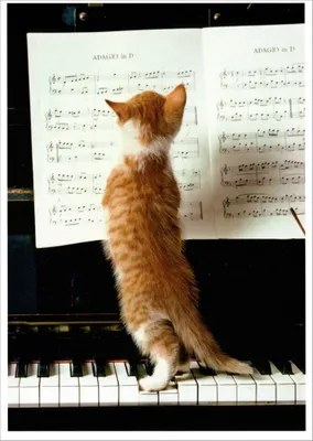 Produktbild von Postkarte "Katzenmusik"