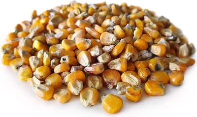 Produktbild von Mais Gelb 2,5KG | Karpfen futter