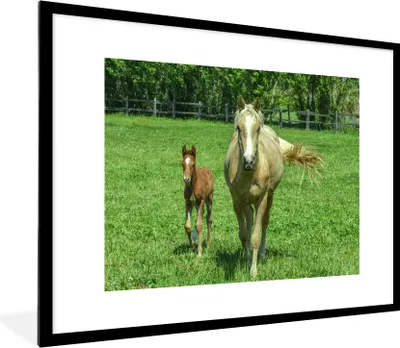 Produktbild von MuchoWow® MuchoWow® Gerahmtes Poster Pferd - Fohlen - Tiere 80x60 cm - Poster mit zchwarzem Bilderrahmen - Schlafzimmer-Dekorationen - Fotoposter