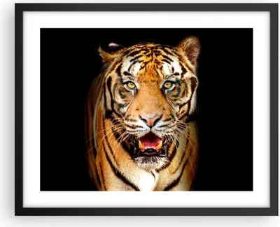 Produktbild von Gerahmtes Poster - Schwarzer Rahmen - tiger tier - 50x40 cm - Wand Bild - Wanddeko - Wandbilder - Kunstposter - Wandposter - Bilderrahmen - Bilder - Kunstdruck - Wandbild - P2BAA50x40-4103