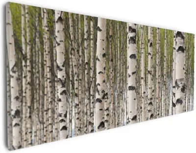 Produktbild von Wallario Premium Leinwandbild Birkenwald - Baumstämme in schwarz weiß in Größe 30 x 75 cm