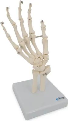 Produktbild von Handskelett Hand Anatomie Modell lebensgroß Einzelknochen