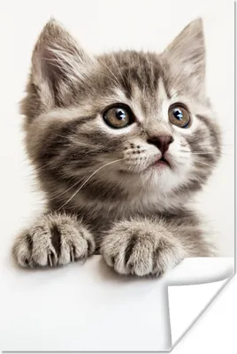 Produktbild von MuchoWow® Poster Katze - Grau - Tiere 60x90 cm - Wanddekoration