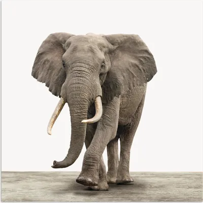 Produktbild von MuchoWow® Poster Elefant - Kinder - Tiere - Mädchen 100x100 cm - Babyzimmer
