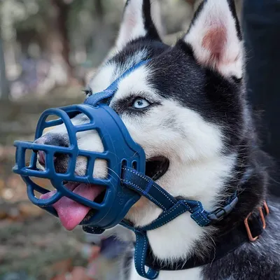 Produktbild von Maulkorb für Hunde aus weichem Silikon, Größe 5 (Nasenumfang 30,5 cm - 34,5 cm)