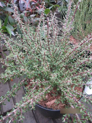 Produktbild von Cotoneaster microphyllus thymifolius - Kleinblättrige Zwergmispel