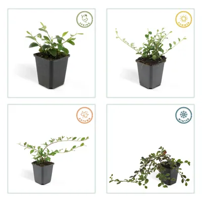 Image de Couvre-sol - Cotoneaster dammeri - Cotoneaster nain - Pot de 9cm - Set de 12 plantes