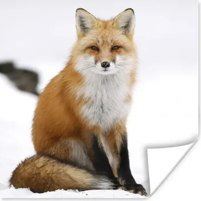 Produktbild von MuchoWow® Poster Fuchs - Schnee - Winter 75x75 cm - Wand Dekoration