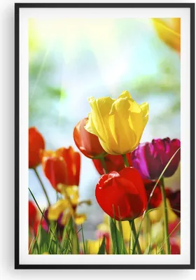 Produktbild von Gerahmtes Poster - Schwarzer Rahmen - Tulpe Blume Plantage Wiese - 61x91,5 cm - Wand Bild - Wanddeko - Wandbilder - Wandposter - Bilderrahmen - Bilder - Kunstdruck - Wandbild - P2BPA61x91-2566