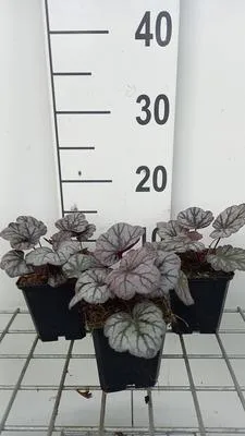 Immagine prodotto di 6 x Heuchera hybr. 'Sugar Plum' - campanula viola - vaso 9 x 9 cm
