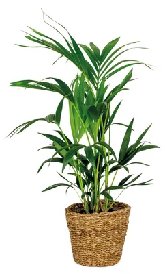 Produktbild von Howea Forsteriana, Kentia Palme, 90-100 cm, Seegraskorb grob 19 cm