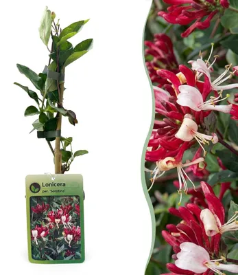 Image de Green boutiQ - Kamperfoelie - Lonicera Serotina - Bloem Roze met Wit - Weinig onderhoud - 2 planten - Pot 11cm Hoogte 40cm, Image générée par une IA