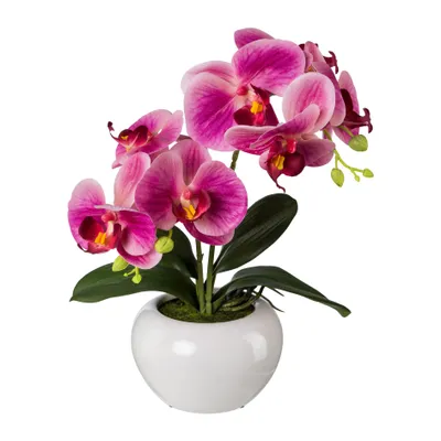 Produktbild von Kunstpflanze Phalaenopsis Fuchsia Höhe: 35 cm pink