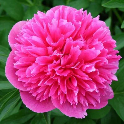 Produktbild von Bauerngarten Pfingstrose - Paeonia officinalis 'Rosea Plena' | im Container