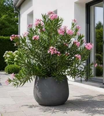 Produktbild von Oleander Semplice Rosa 120–140 cm – Rosa blühender Rosenlorbeer, mediterrane Kübelpflanze für Terrasse, Balkon und Garten, KI-generiertes Bild