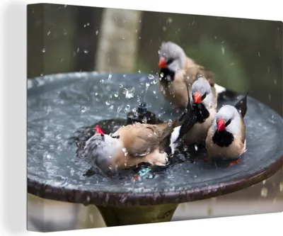 Produktbild von OneMillionCanvasses® - Leinwandbilder - 140x90 cm, Vogeltränke - Wasser - Vogel, Wandbilder Kunstdruck Wanddekoration