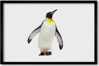 Produktbild von Bild 60x40 MDF-Rahmen, Wandkunst Pinguin