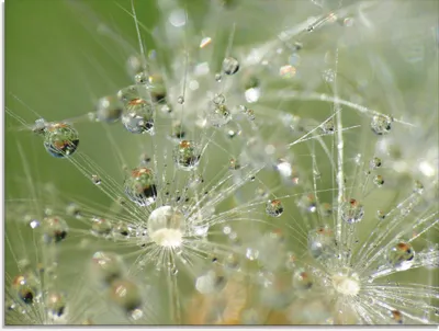 Produktbild von ARTland Glasbild Wassertropfen Pusteblume Größe: 60x45 cm