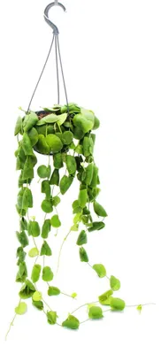 Produktbild von Hängende Zimmerpflanze – Dischidia platyphylla – Urnenpflanze – Hängetopf 14 cm