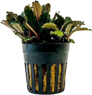 Produktbild von Aquarium Pflanze Bucephalandra sp. 'Blue green' Nr.340A Wasserpflanzen Aquarium