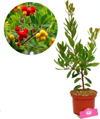 A potted strawberry tree with a circular inset showing its fruit.