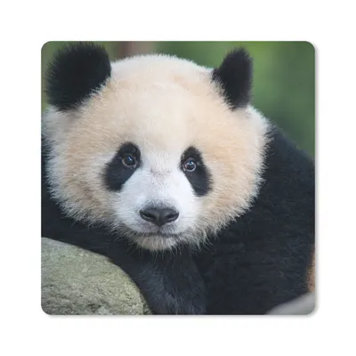 Produktbild von MuchoWow® Mauspad Mousepad Panda - Wildtiere - Porträt - Stein 30x30 cm - Mousepads - Maus Mat - Pad - Mausunterlage - Gaming