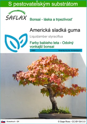 Obrázok produktu pre SAFLAX - Americká sladká guma - Liquidamber styraciflua - 100 Semená - S pestovateľským substrátom bez klíčkov
