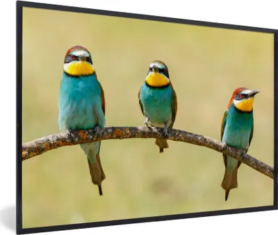 Produktbild von MuchoWow® Gerahmtes Poster Vögel - Tiere - Bienenfresser 90x60 cm - Poster mit Schwarzem Bilderrahmen Wandposter Rahmen Foto Bilder - Fotorahmen - Foto-Plakat